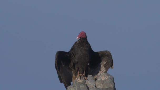 智利秃鹫坐在岩石上 自己晒干 — 图库视频影像