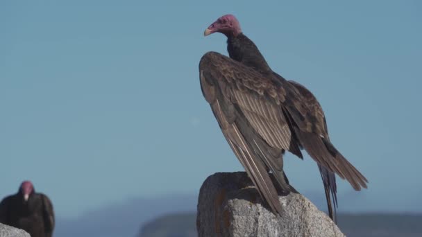 Chilean Vultures Sitting Rock Drying Themselves — Stock video