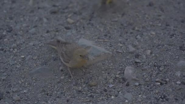 Chilean Birds Embalse Yeso Chile — стоковое видео