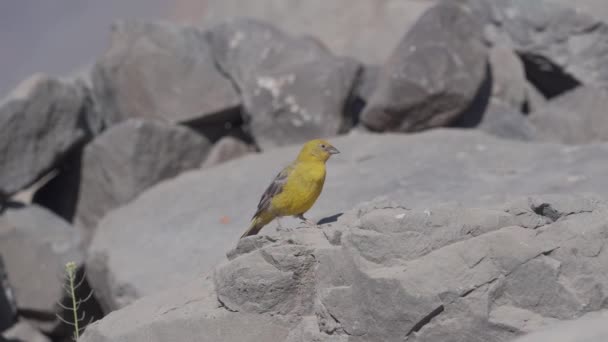 Chilean Birds Embalse Yeso Chile — стоковое видео