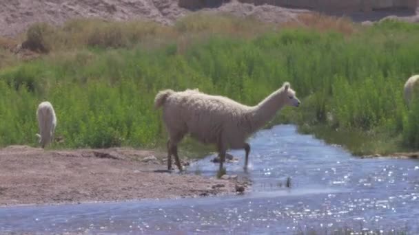Chilean Llamas Grazing South America — стоковое видео