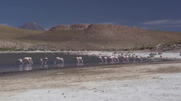Stádo Chilských Plameňáků Jezera Chile — Stock video