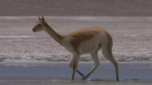 Chilean Llama Vicuna Natural Habitat — Stock Video