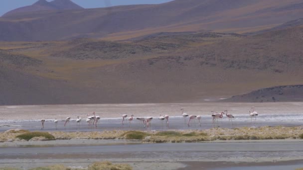 チリの湖でチリのフラミンゴの群れ — ストック動画
