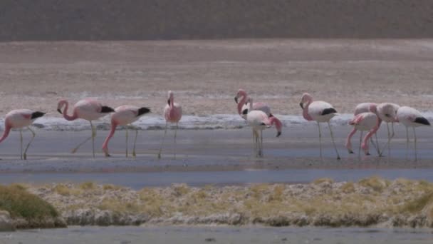 Stado Flamingów Chilijskich Nad Jeziorem Chile — Wideo stockowe