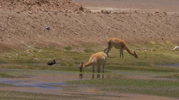 Chilean Giant Coots Llamas — Stock videók