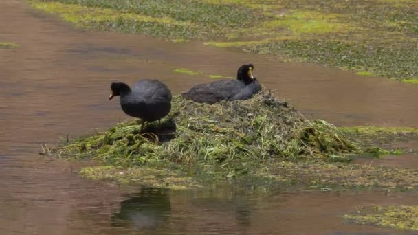 Chilean Giant Coots View — Video Stock