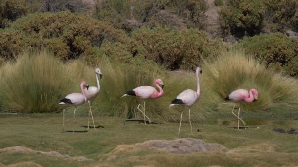 Σμήνος Των Χιλιανών Φλαμίνγκο Μια Λίμνη Στη Χιλή — Αρχείο Βίντεο