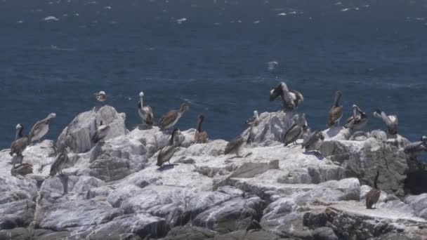 Pelícanos Chilenos Viven Puerto Valparaíso Chile — Vídeos de Stock