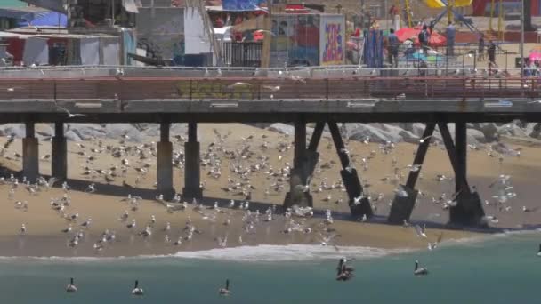 智利瓦尔帕莱索Playa Caleta Portales码头 有数千只海鸥和鹈鹕 图库视频片段
