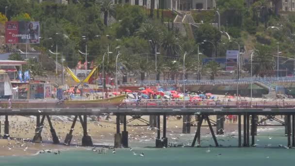 何千ものシーガルとペリカン バルパライソ チリとプラヤカレタの港湾でピア — ストック動画