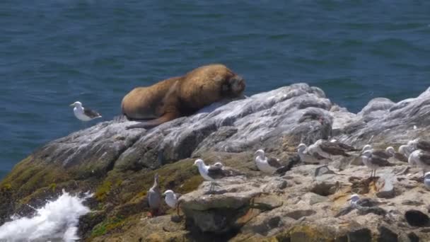Leão Mar Chile Deitado Uma Rocha Porto Valparaíso — Vídeo de Stock