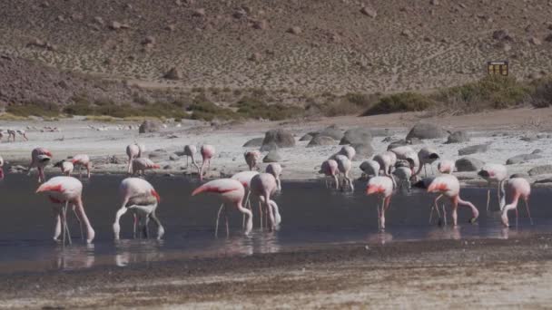 Stádo Chilských Plameňáků Jezera Chile — Stock video