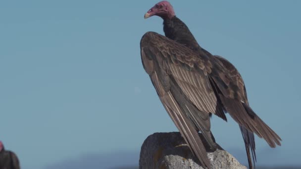 Chilean Vultures Sitting Rock Drying Themselves — Αρχείο Βίντεο