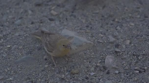 Chilean Birds Embalse Yeso Chile — Stok Video
