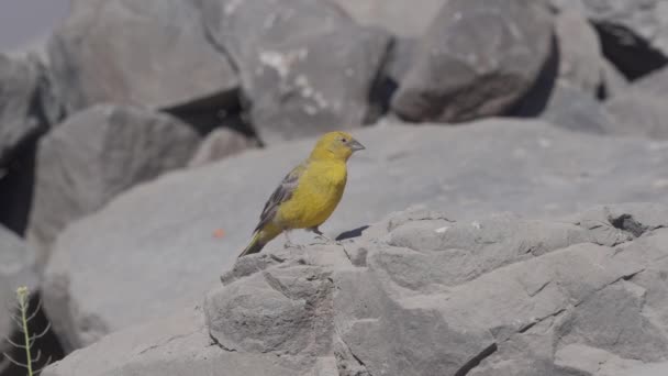 Chilean Birds Embalse Yeso Chile — Vídeos de Stock