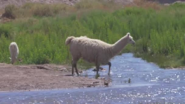 Chilean Llamas Grazing South America — Stok Video