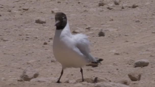 Close Black Headed Gull Chroicocephalus Ridibundus Beach Chile — Stock Video