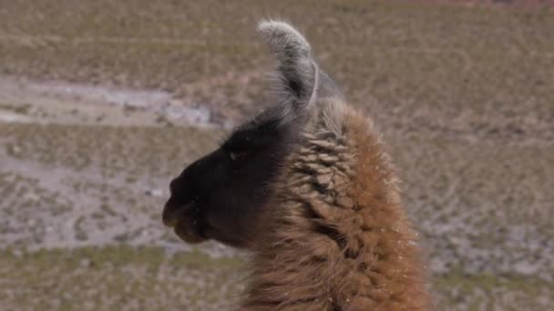 Lama Chilien Vicuna Dans Habitat Naturel — Video