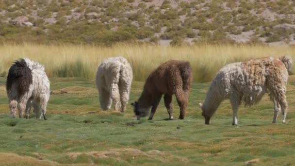 Chilean Llamas Grazing South America — ストック動画