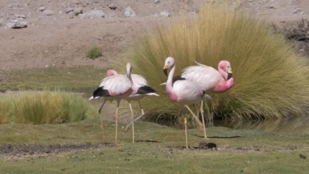 Herde Chilenischer Flamingos Einem See Chile — Stockvideo