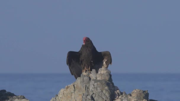 Avvoltoio Cileno Seduto Sulla Roccia Asciugandosi — Video Stock