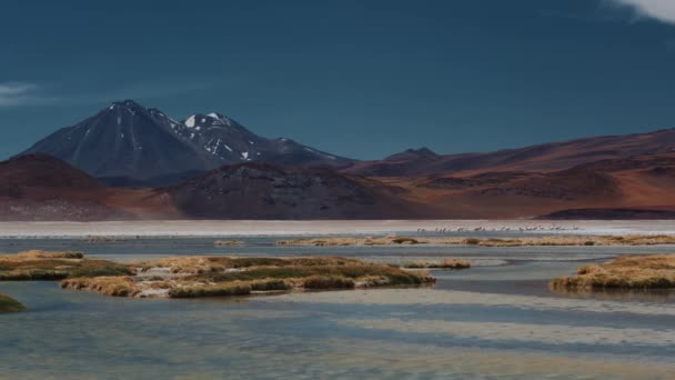 智利火烈鸟群聚在智利的一个湖畔 — 图库视频影像