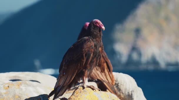 Chilean Vultures Sitting Rock Drying Themselves — Video Stock