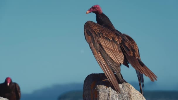 Chilean Vultures Sitting Rock Drying Themselves — Stockvideo