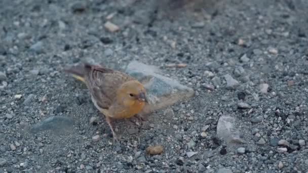 Chilean Birds Embalse Yeso Chile — Vídeo de stock