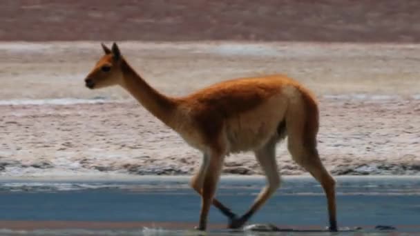 Llama Chilena Vicuna Hábitat Natural — Vídeos de Stock