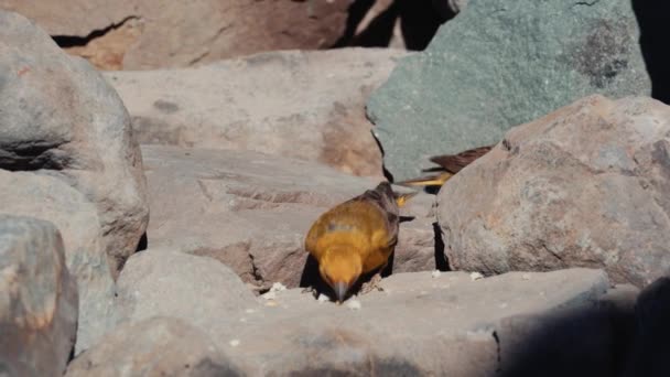 Chilean Birds Embalse Yeso Chile — Stok video