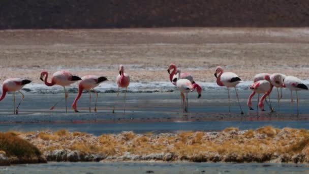 Стая Чилийских Фламинго Озере Чили — стоковое видео