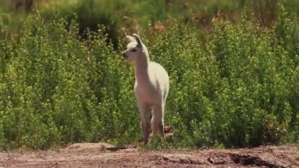 Beautiful View Chilean Baby Llama Grazing — Videoclip de stoc