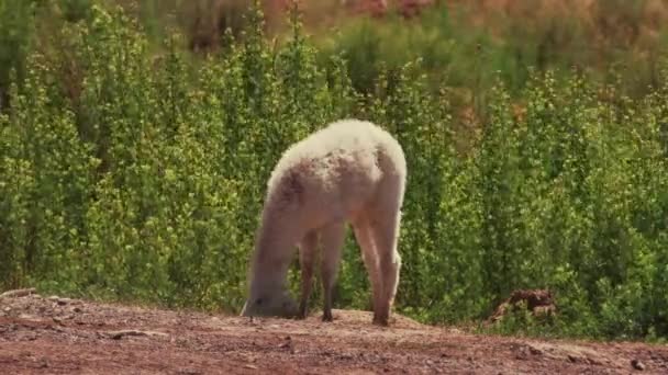 Beautiful View Chilean Baby Llama Grazing — Stock videók