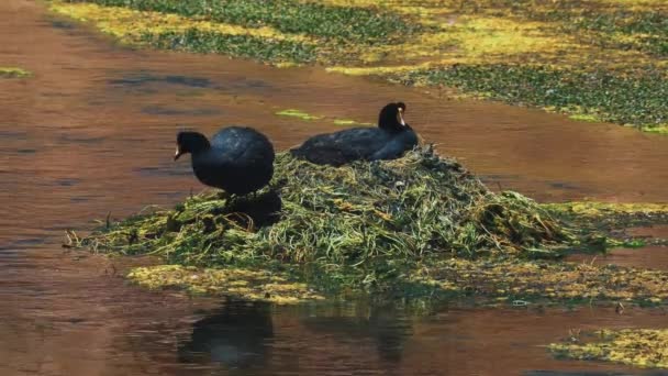 Chilean Giant Coots View — Stockvideo