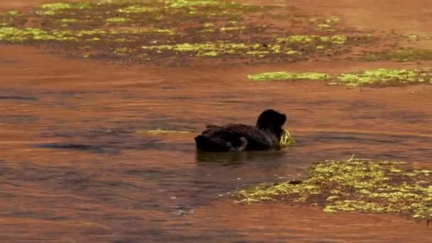 Chilean Giant Coots View — Stok video