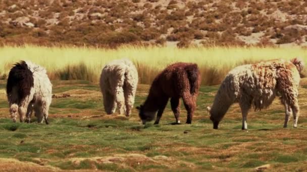 Chilean Llamas Grazing South America — 图库视频影像