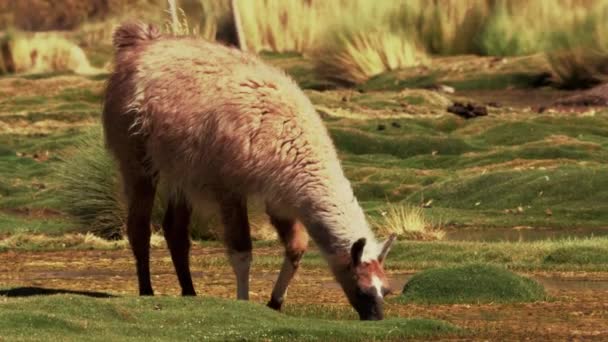 Chilean Llama Grazing South America — Stockvideo