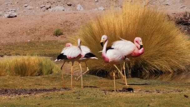 Stado Flamingów Chilijskich Nad Jeziorem Chile — Wideo stockowe
