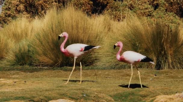 Blomma Chilenska Flamingos Vid Sjö Chile — Stockvideo