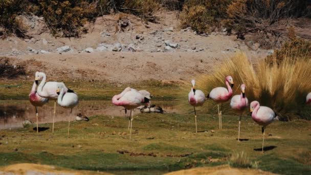 Chilei Flamingók Raja Egy Chilei Tónál — Stock videók