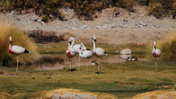 Chilei Flamingók Raja Egy Chilei Tónál — Stock videók