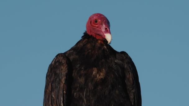 Avvoltoio Cileno Seduto Sulla Roccia Asciugandosi — Video Stock