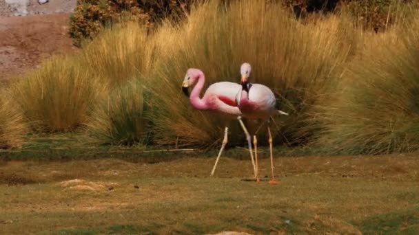 Rebanho Flamingos Chilenos Lago Chile — Vídeo de Stock