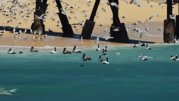 Pier Playa Caleta Portales Com Milhares Gaivotas Pelicanos Valparaíso Chile — Vídeo de Stock