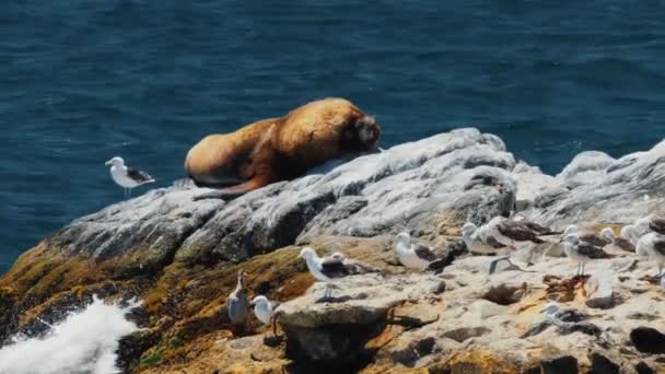 Leão Mar Chile Deitado Uma Rocha Porto Valparaíso — Vídeo de Stock