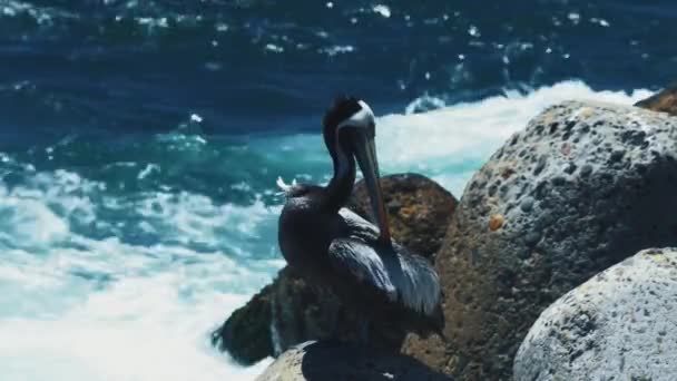 Chilenischer Pelikan Sitzt Auf Einem Felsen Hafen Von Valparaiso Chile — Stockvideo