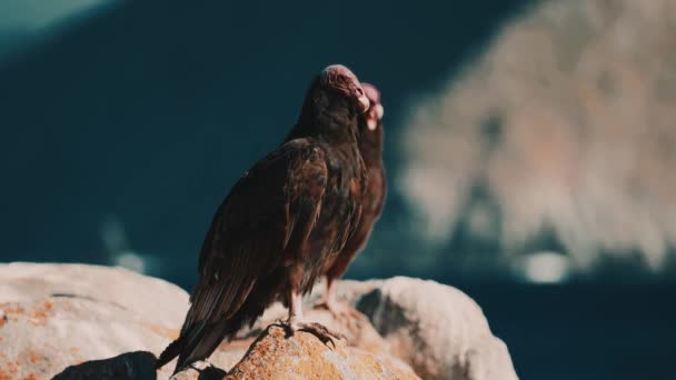 Chilean Vultures Sitting Rock Drying Themselves — Stock videók