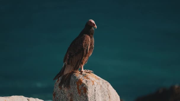 Chilean Vulture Sitting Rock Drying Itself — Stock Video